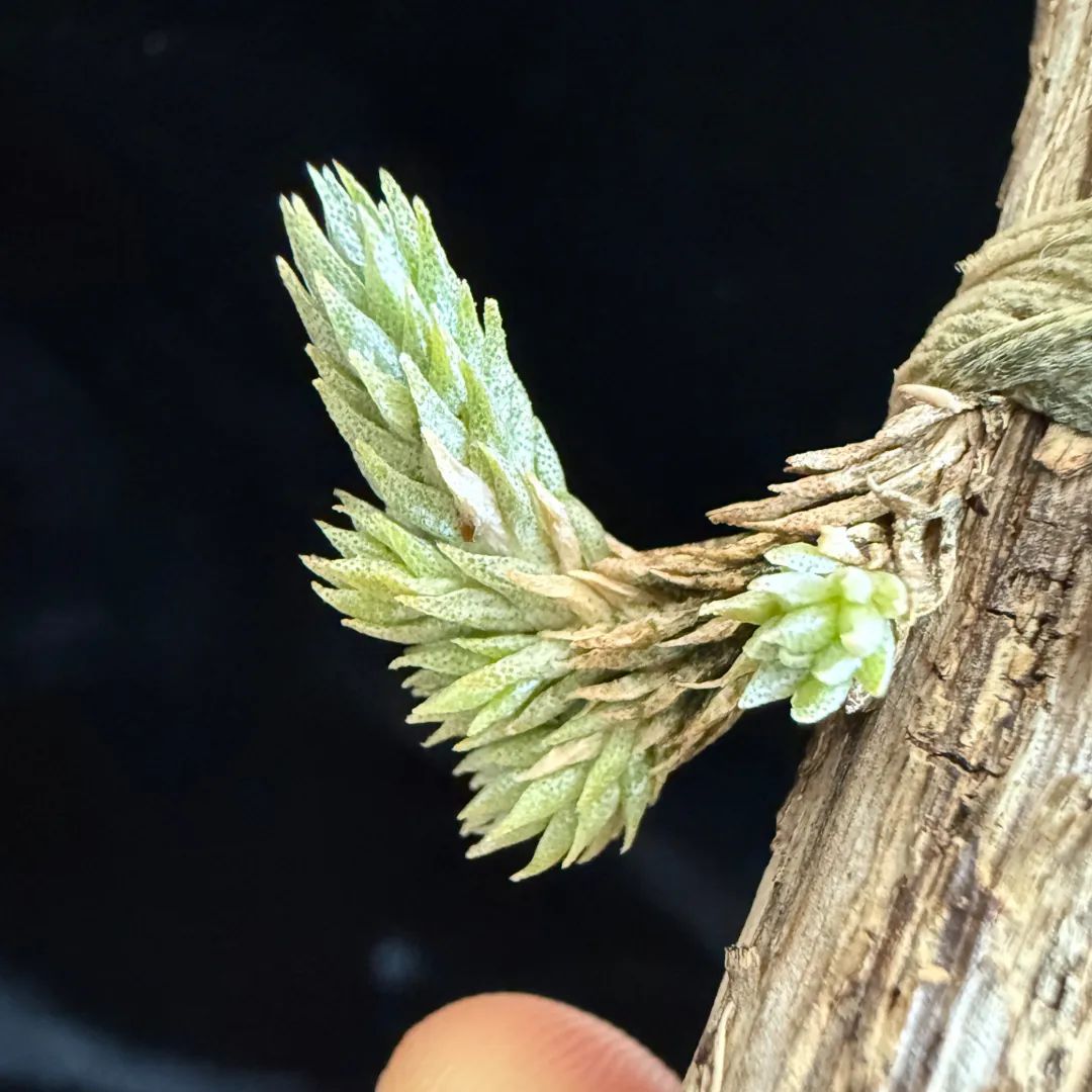 Tillandsia pedicellataの成長記録