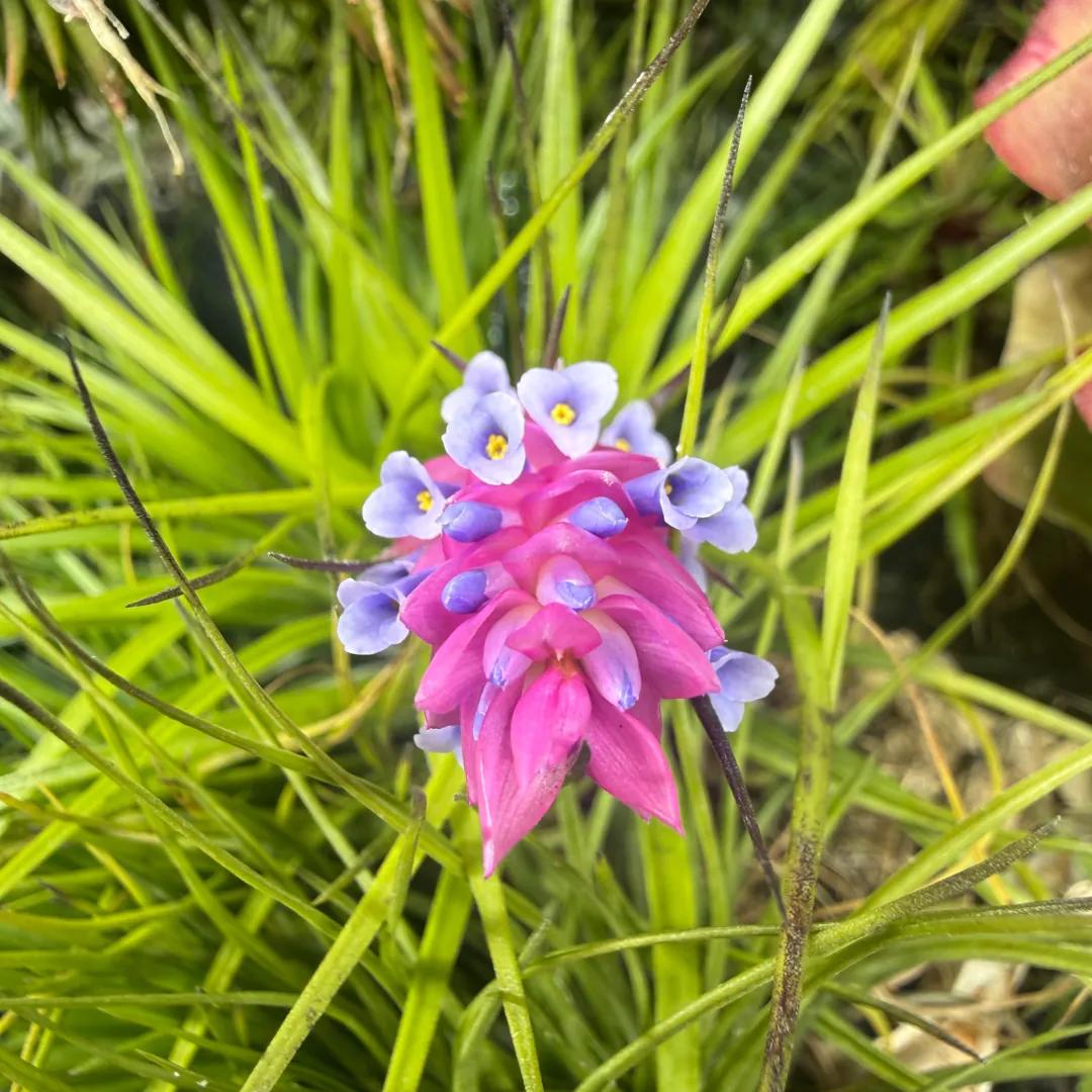 Tillandsia stricta