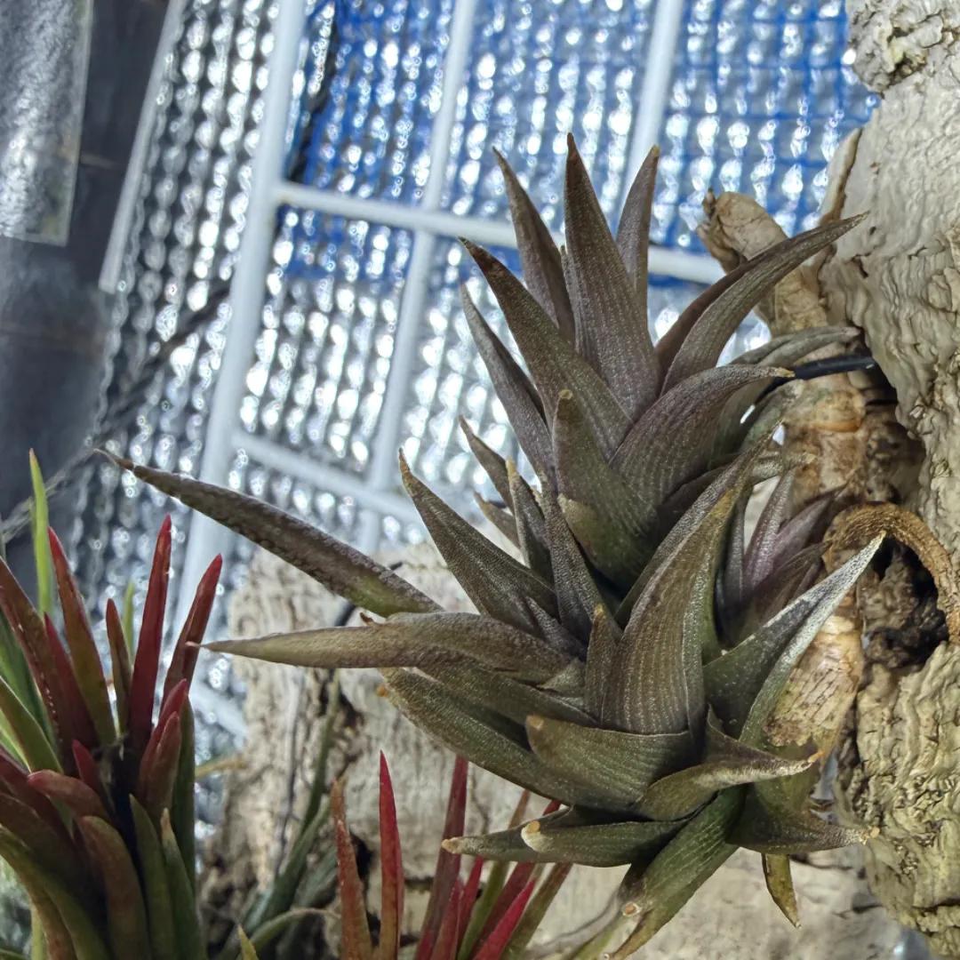 Tillandsia peiranoi(ティランジア・ペイラノイ) | Plants Log Tillandsia peiranoi(ティランジア・ペイラノイ) | Plants Log