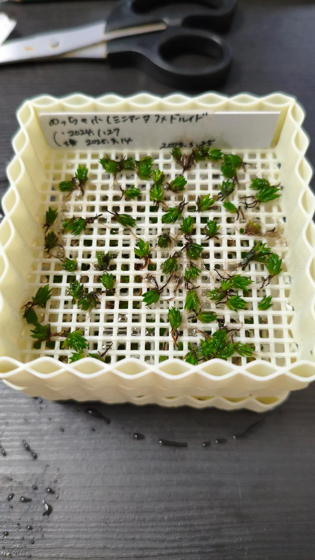 ionantha 'Miniata' × ionantha 'Druid'