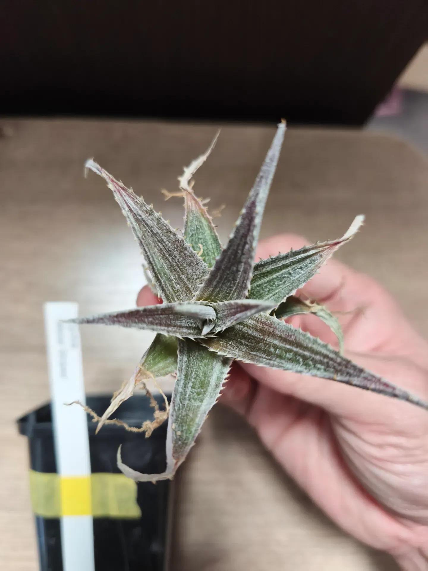 メタルストライプス