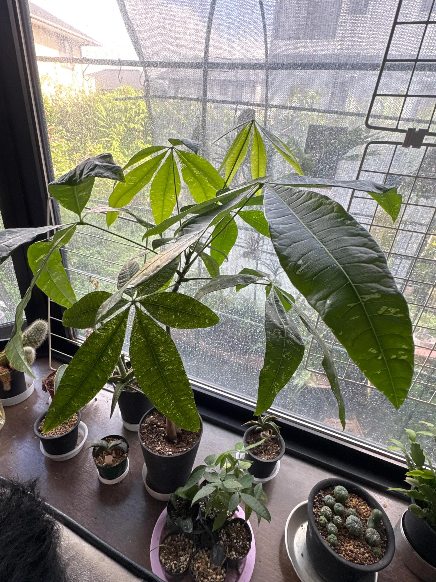 パキラ 斑入り