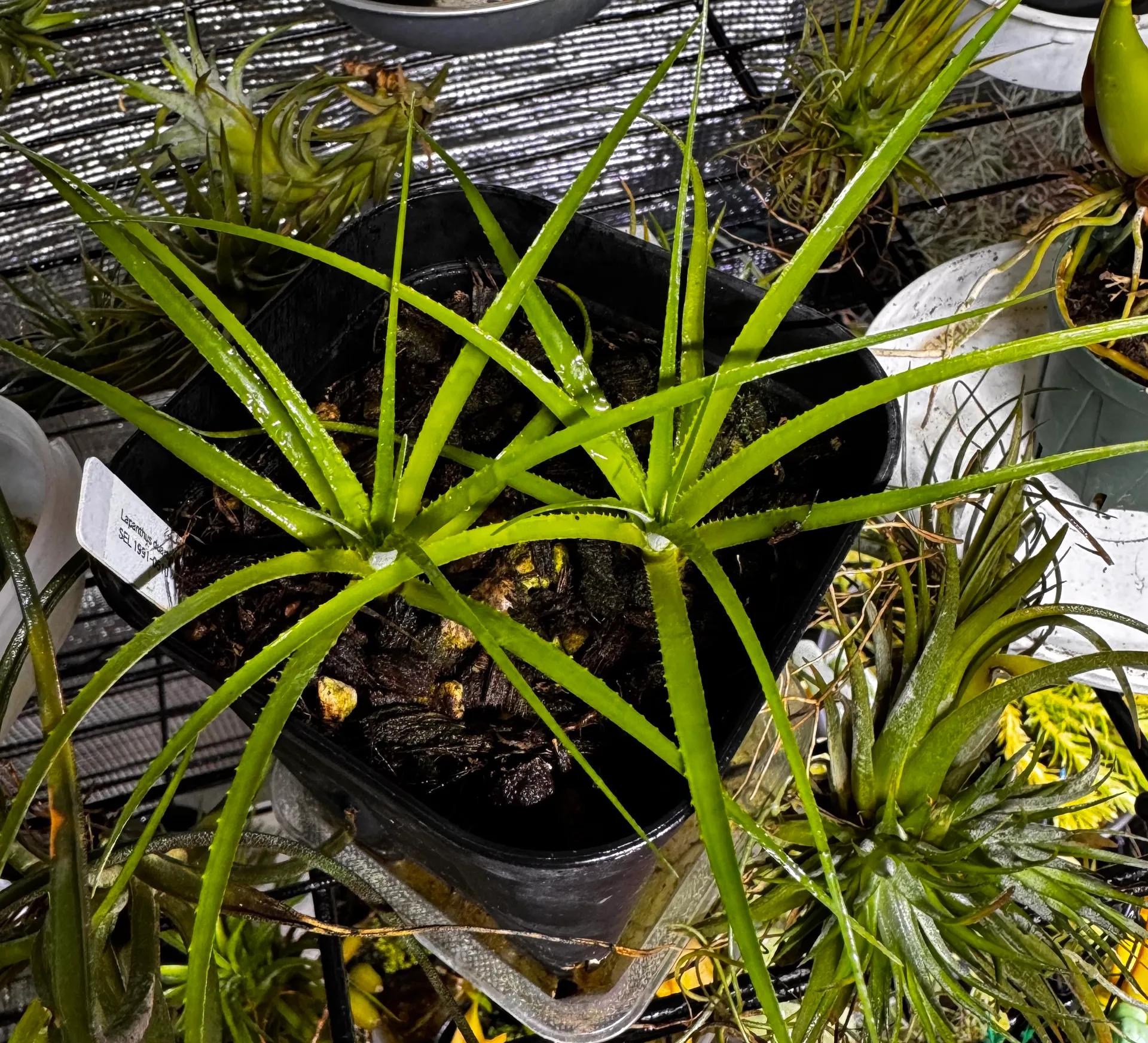 Lapanthus duartei