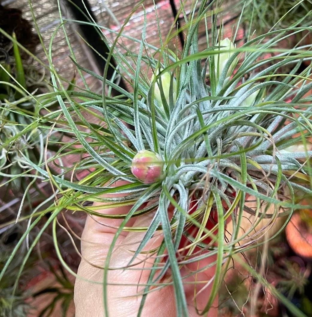 Tillandsia stricta