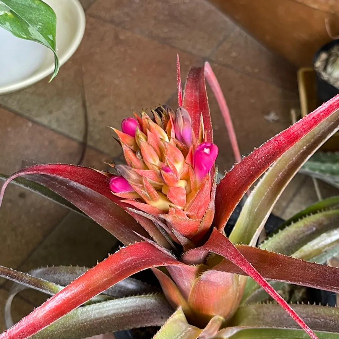 Aechmea recurvata