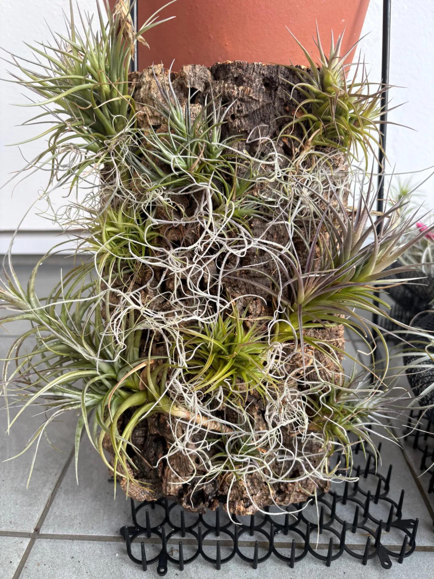 ベルゲリー、アエラントスミニアータ