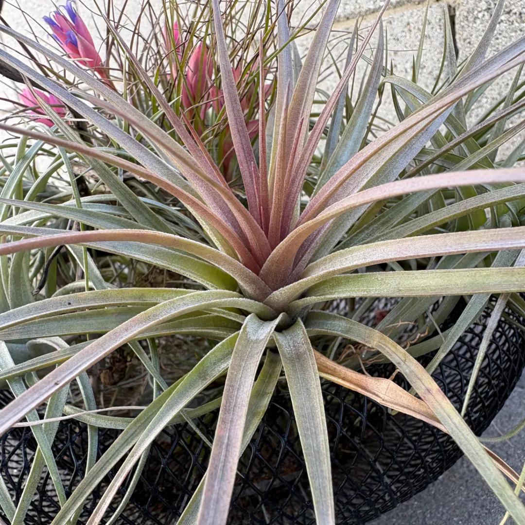 チランジア ストリクタ ハードリーフ