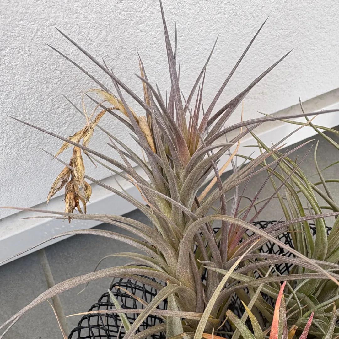 チランジア ベルゲリ