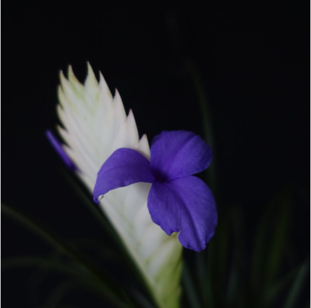 Wallisia cyanea 'Roku'