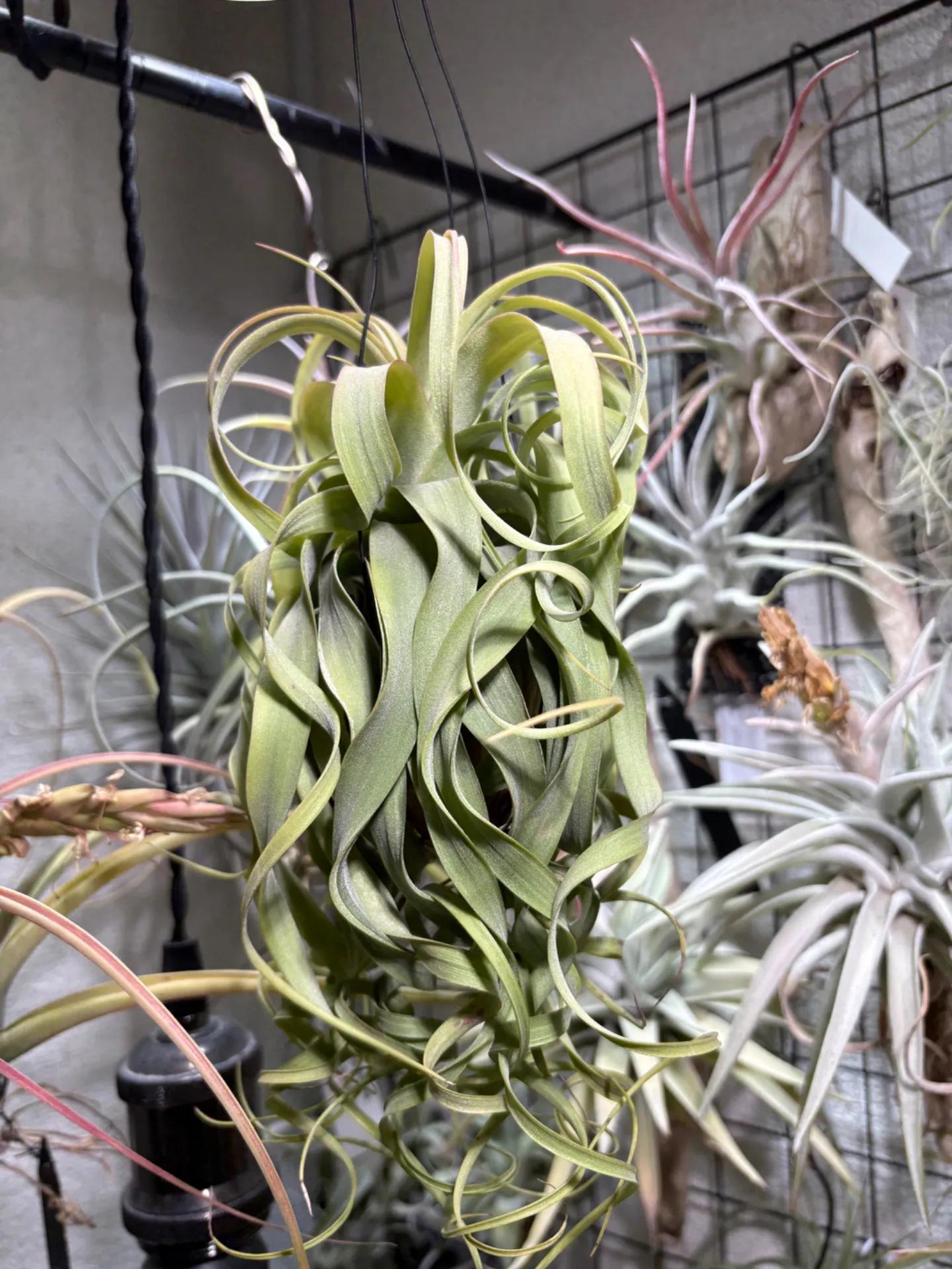 Tillandsia brachycaulos × streptophylla