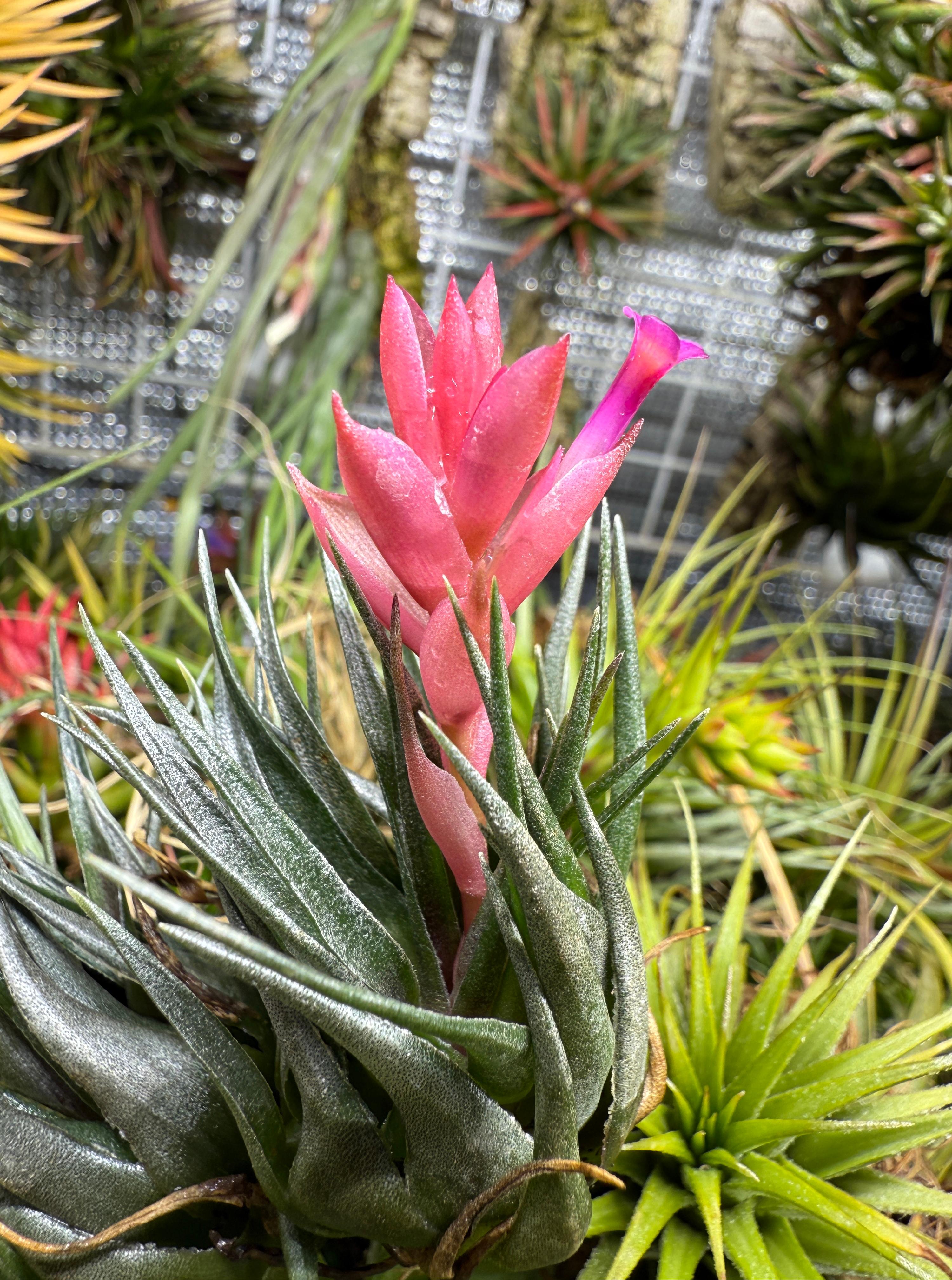 Tillandsia kautskyi