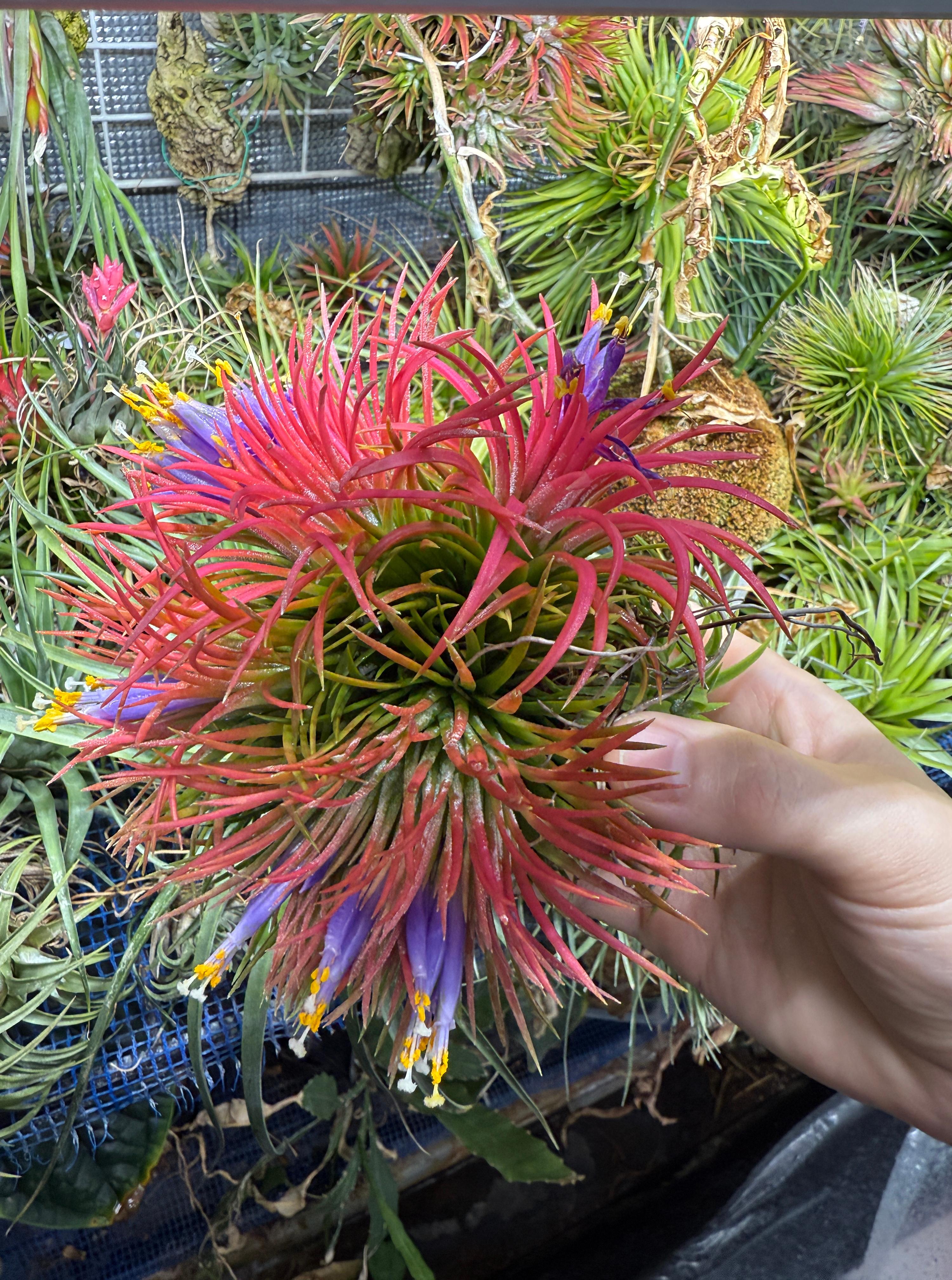 Tillandsia ionantha 'Monstrose'