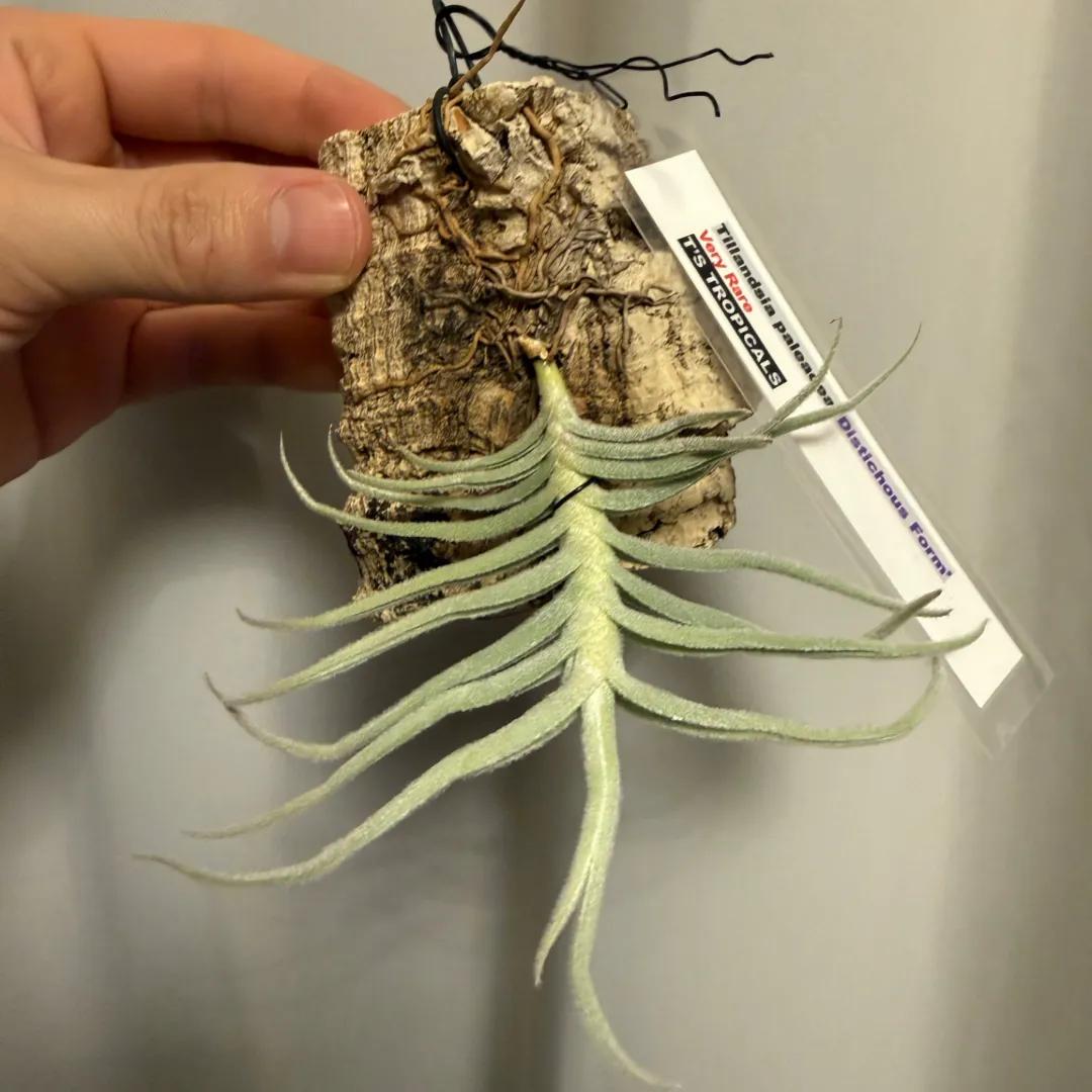 Tillandsia paleacea 'Distichous Form'