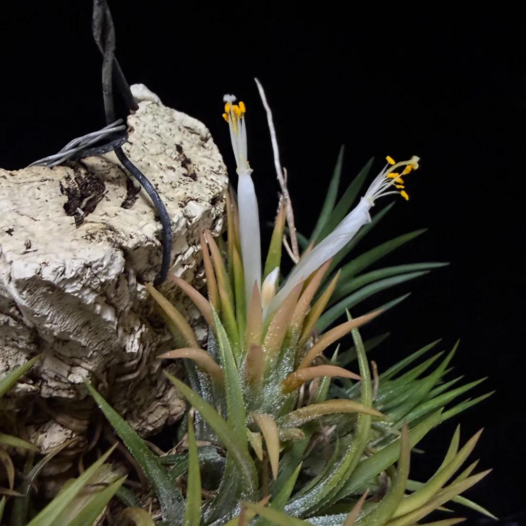 Tillandsia ionantha 'Druid'