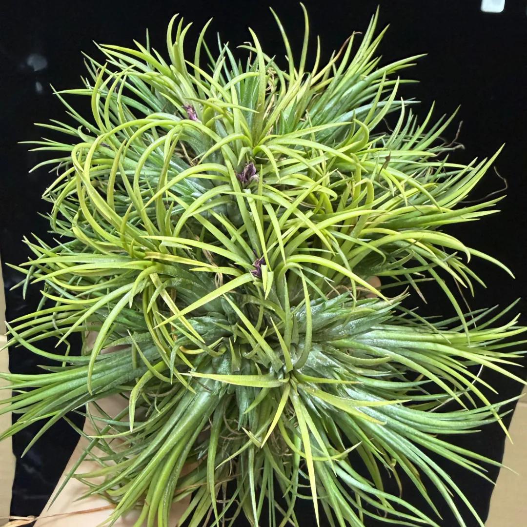 Tillandsia ionantha 長く大型になるやつ