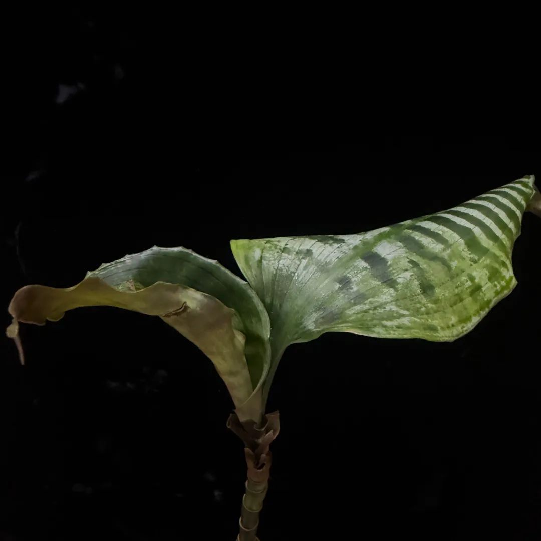 Dracaena goldieana