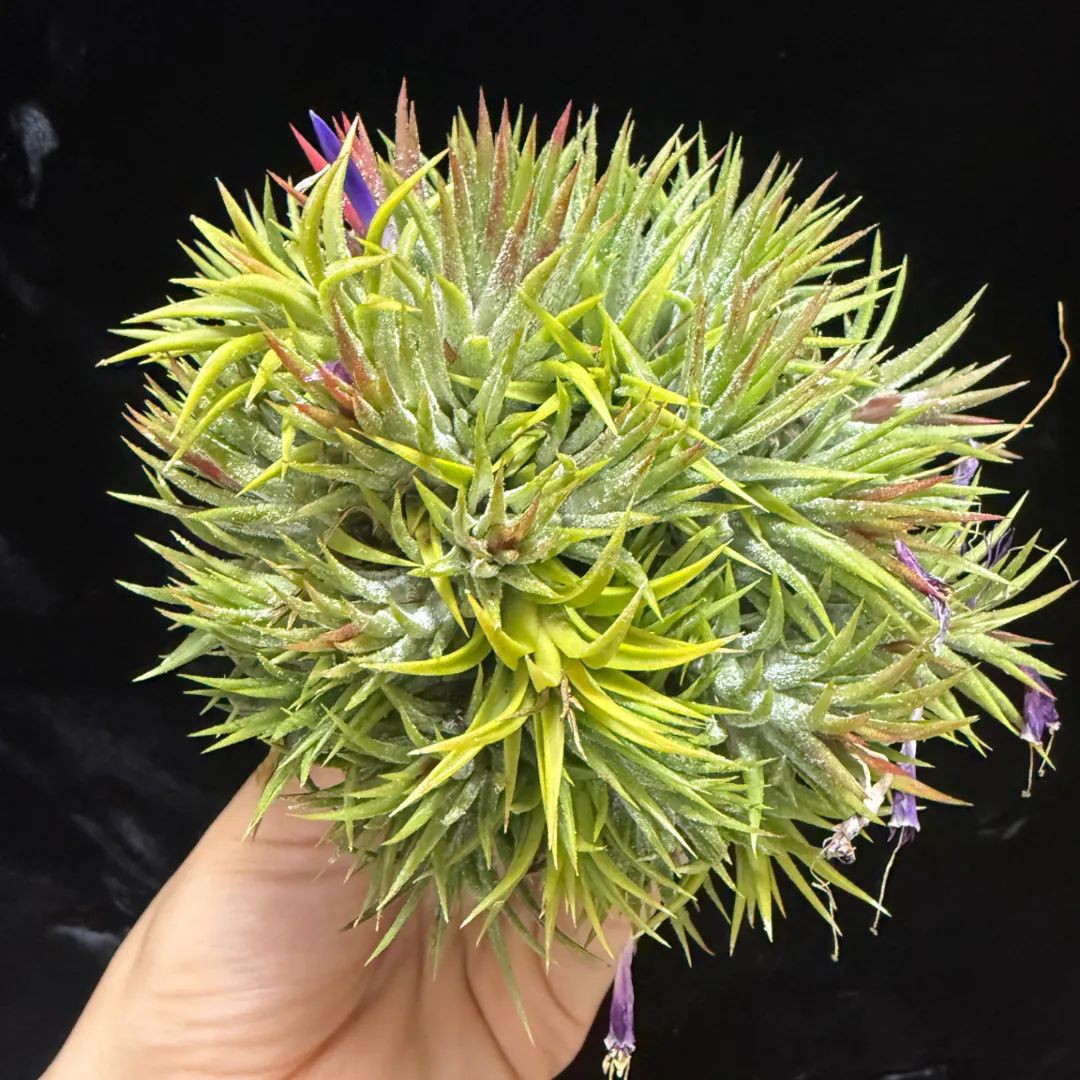 Tillandsia ionantha miniata