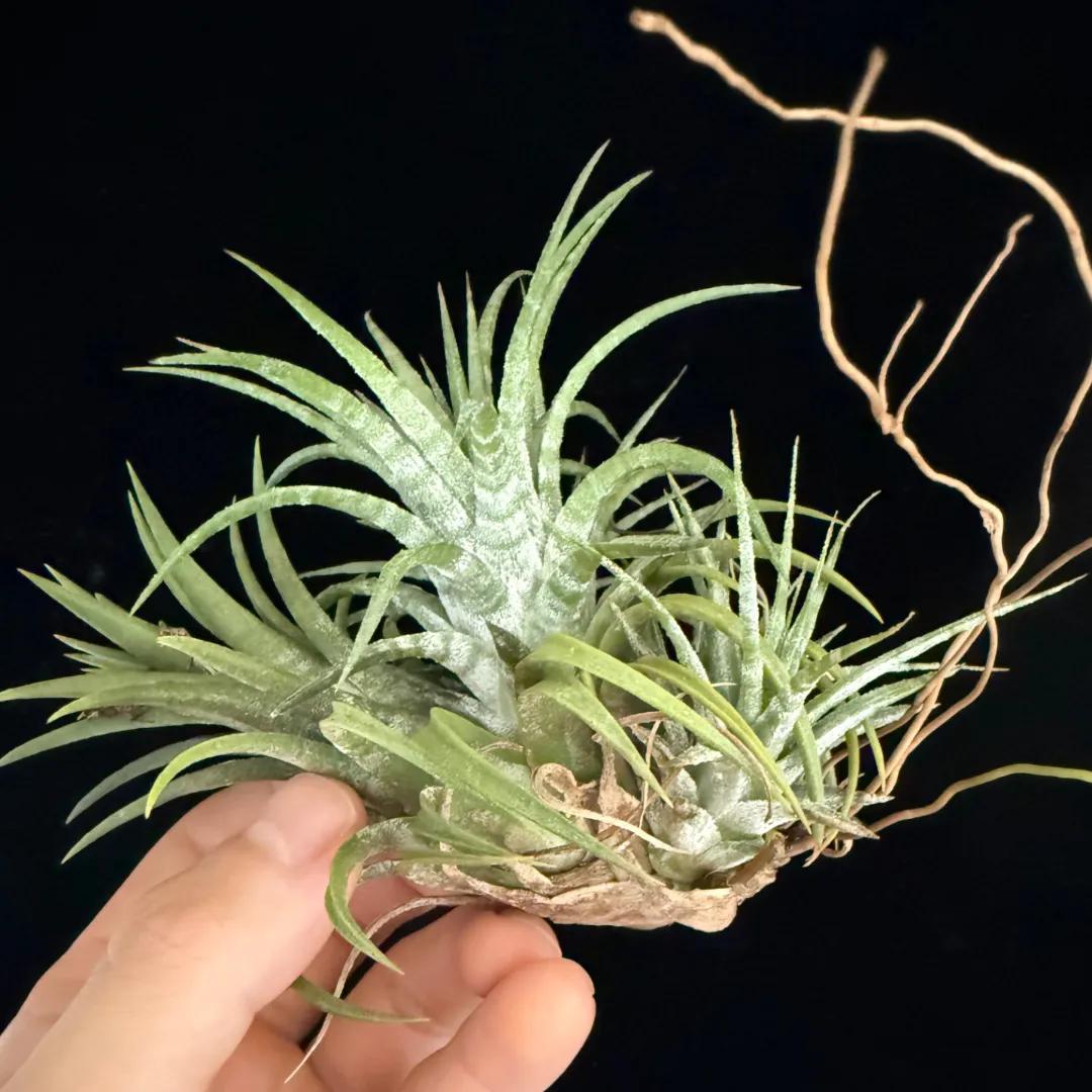 Tillandsia ionantha 'Domingo's Stripes'