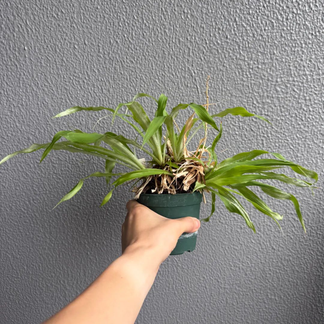 Pitcairnia grafii