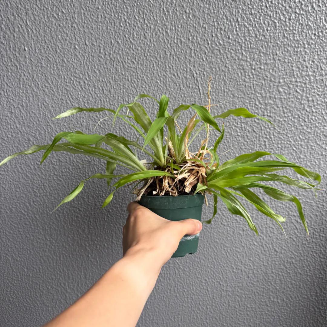 Pitcairnia