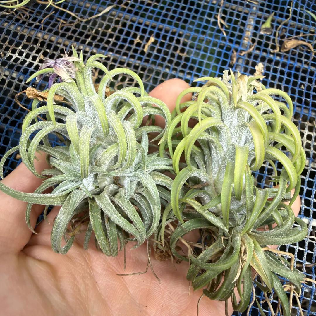 Tillandsia ionantha 'Ron'