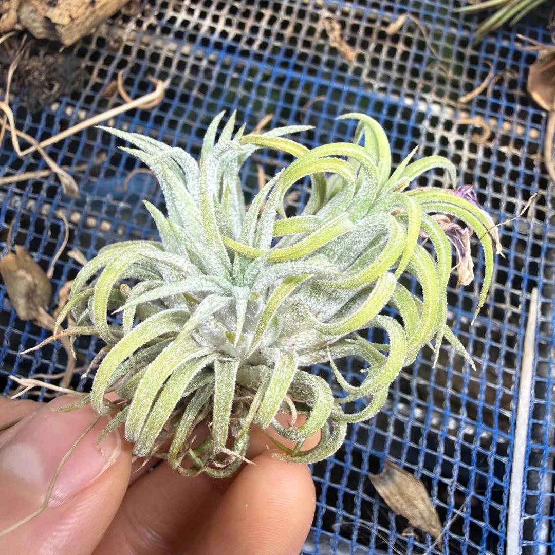 Tillandsia ionantha ハワイアンラベンダー（ティランジア・イオナンタ）