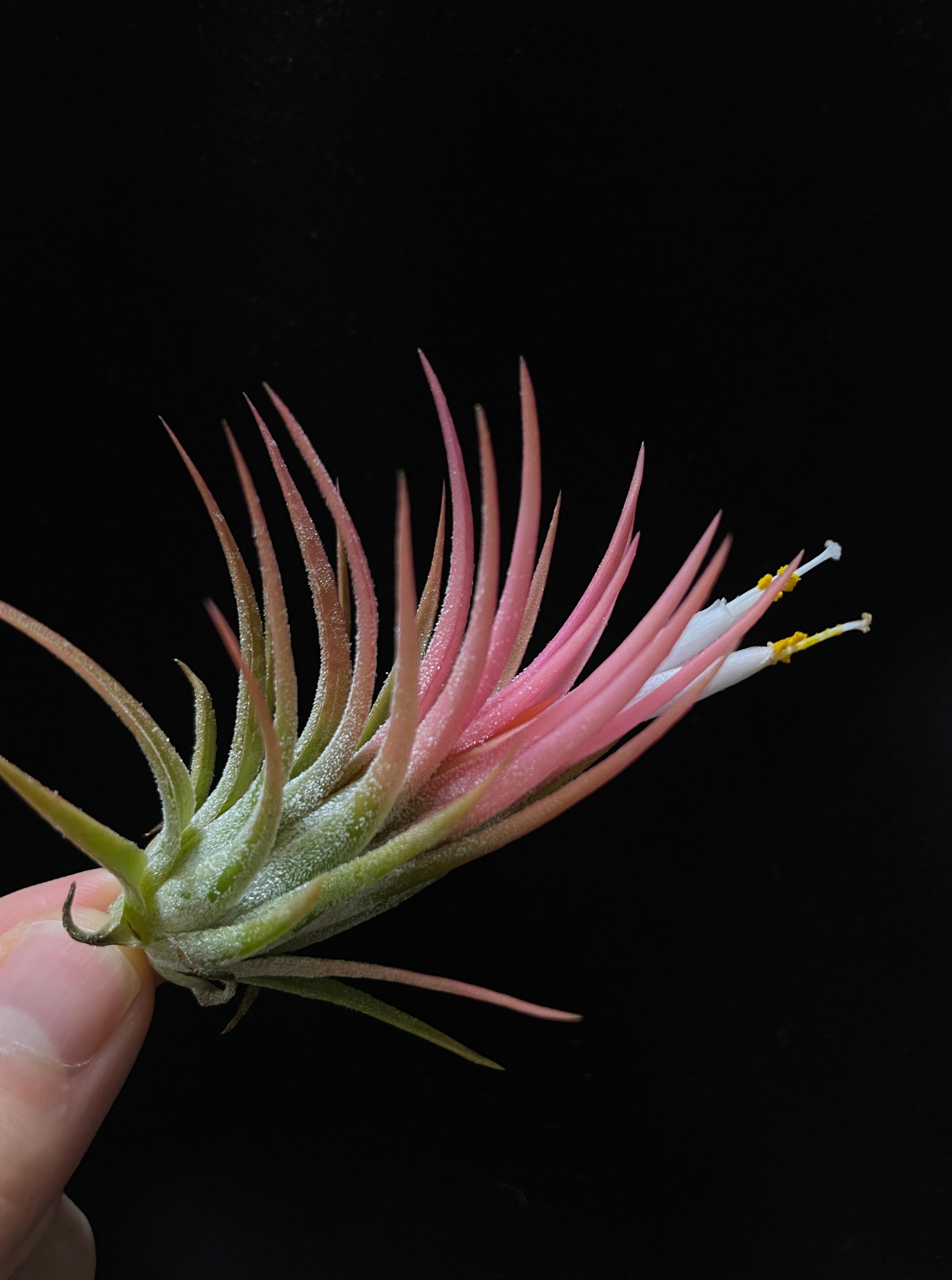 Tillandsia ionantha Druid hybrid Orange type