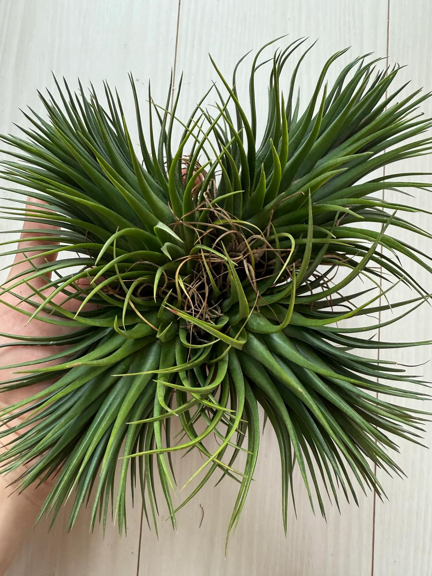 Tillandsia ionantha 'Rosita Giant Clone'