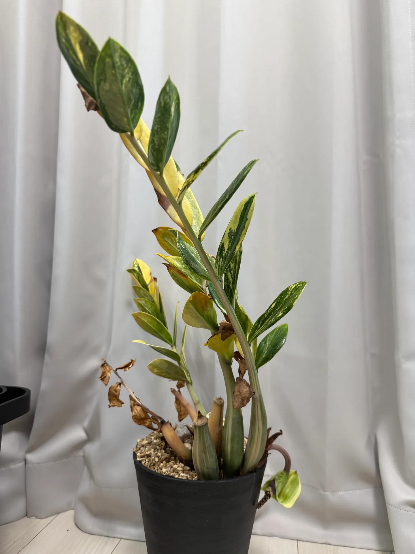 Zamioculcas zamiifolia 'Variegata'