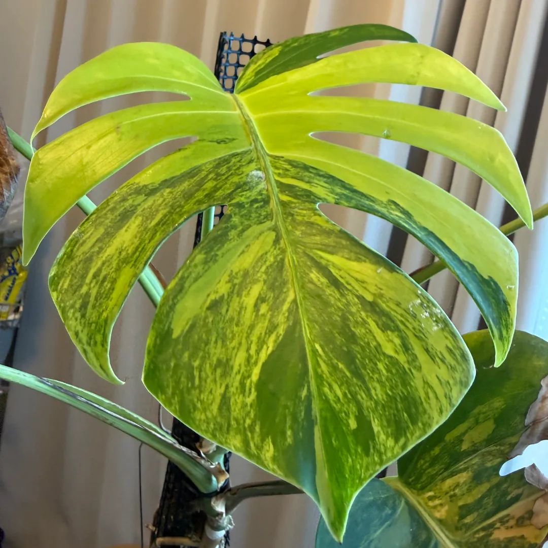 Monstera deliciosa 'Yellow Mariyln'