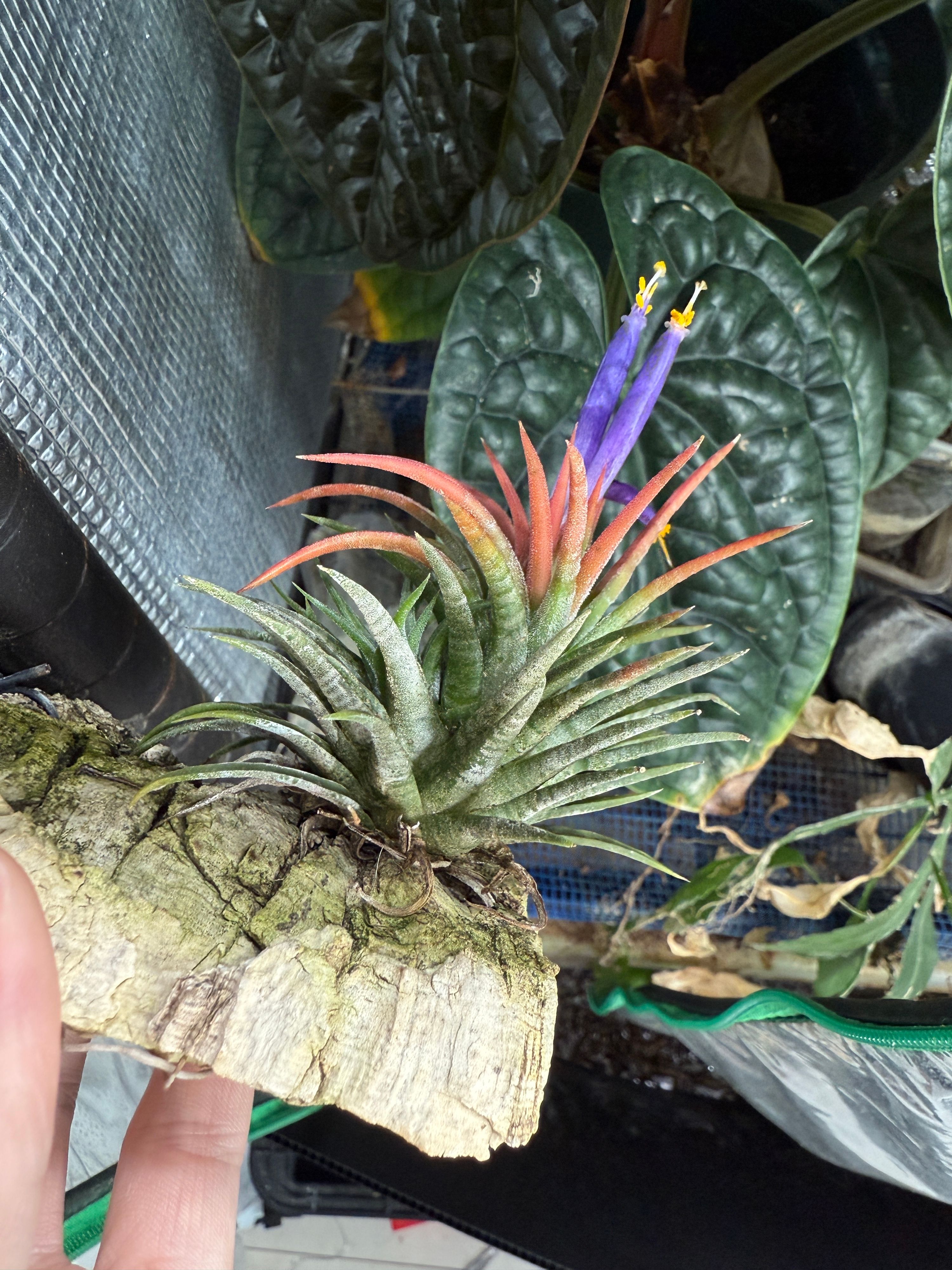 Tillandsia ionantha 'Mexican Zebra'