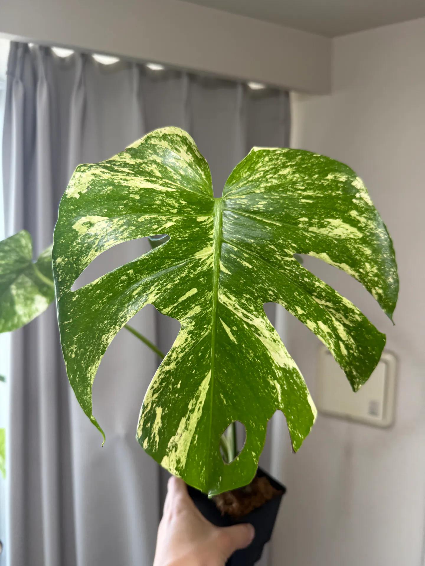 Monstera deliciosa 'White Monster'