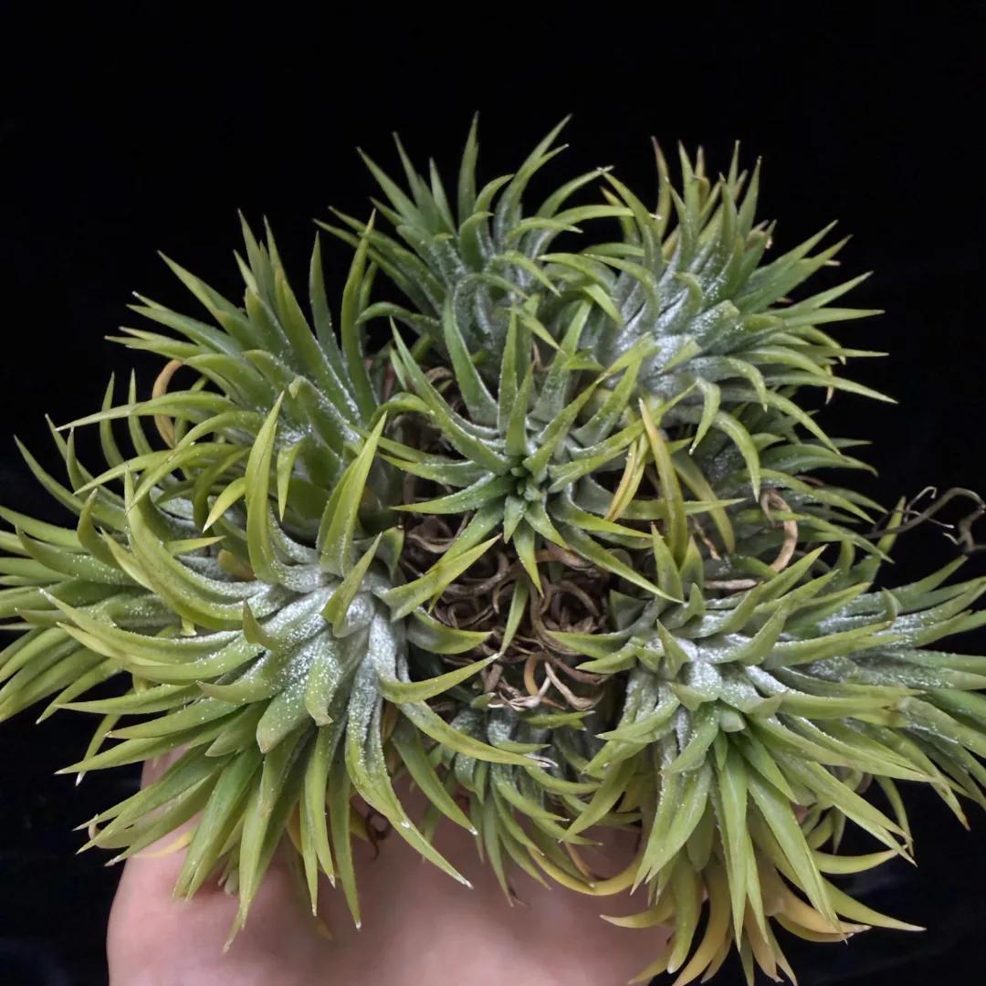 Tillandsia ionantha var. albiflora（ティランジア・イオナンタ）