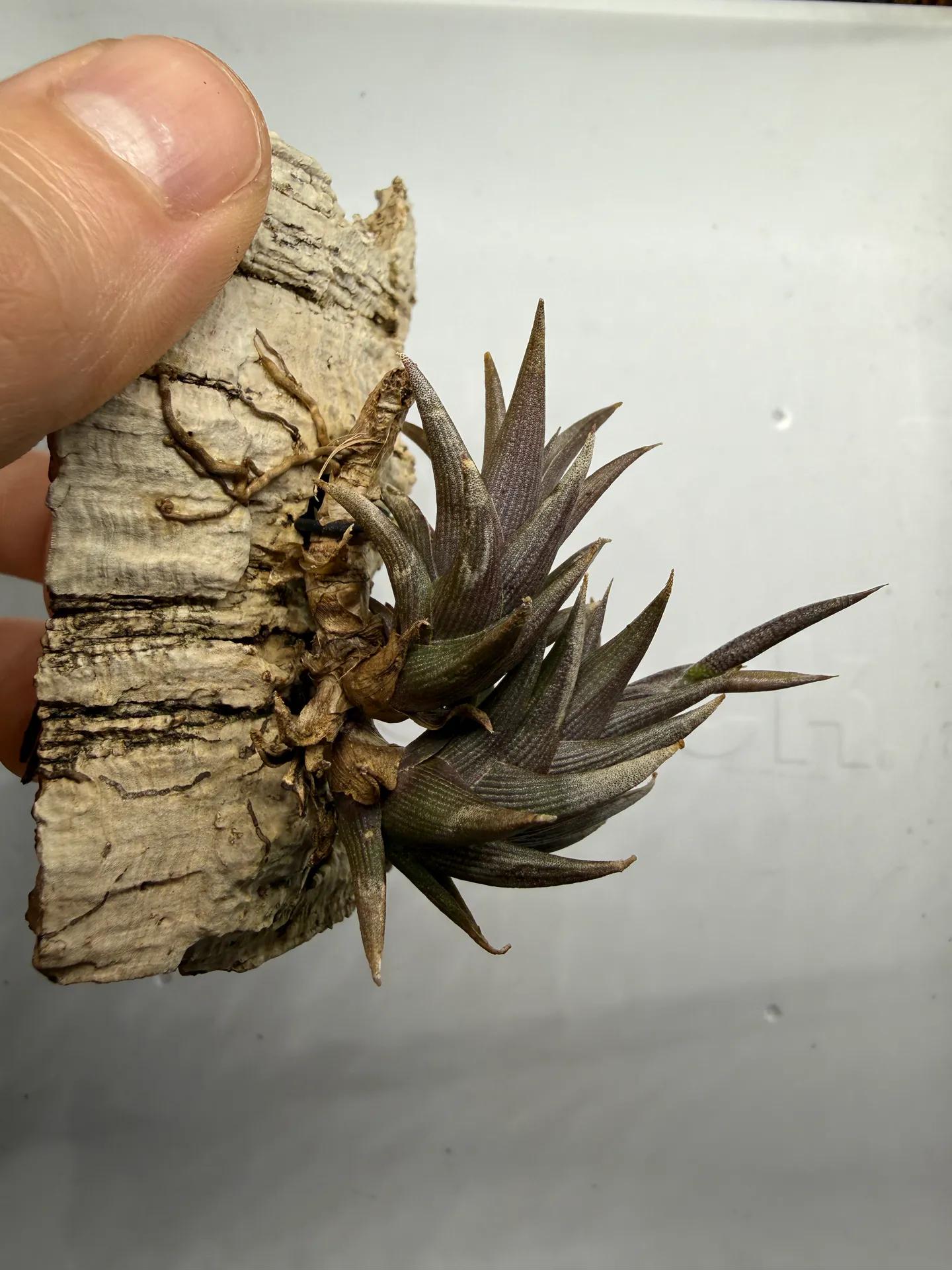Tillandsia peiranoi