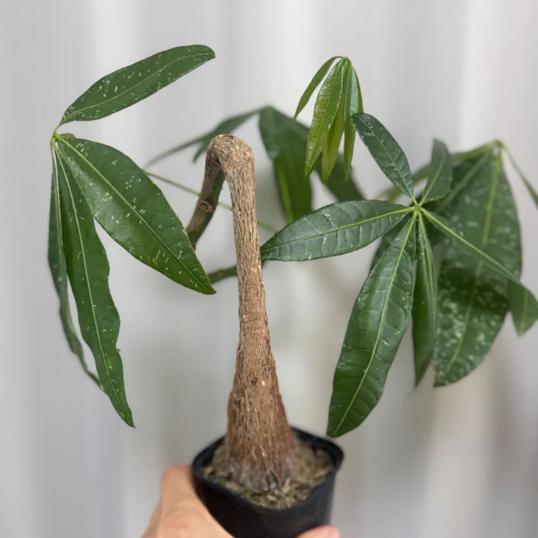 パキラ　斑入り