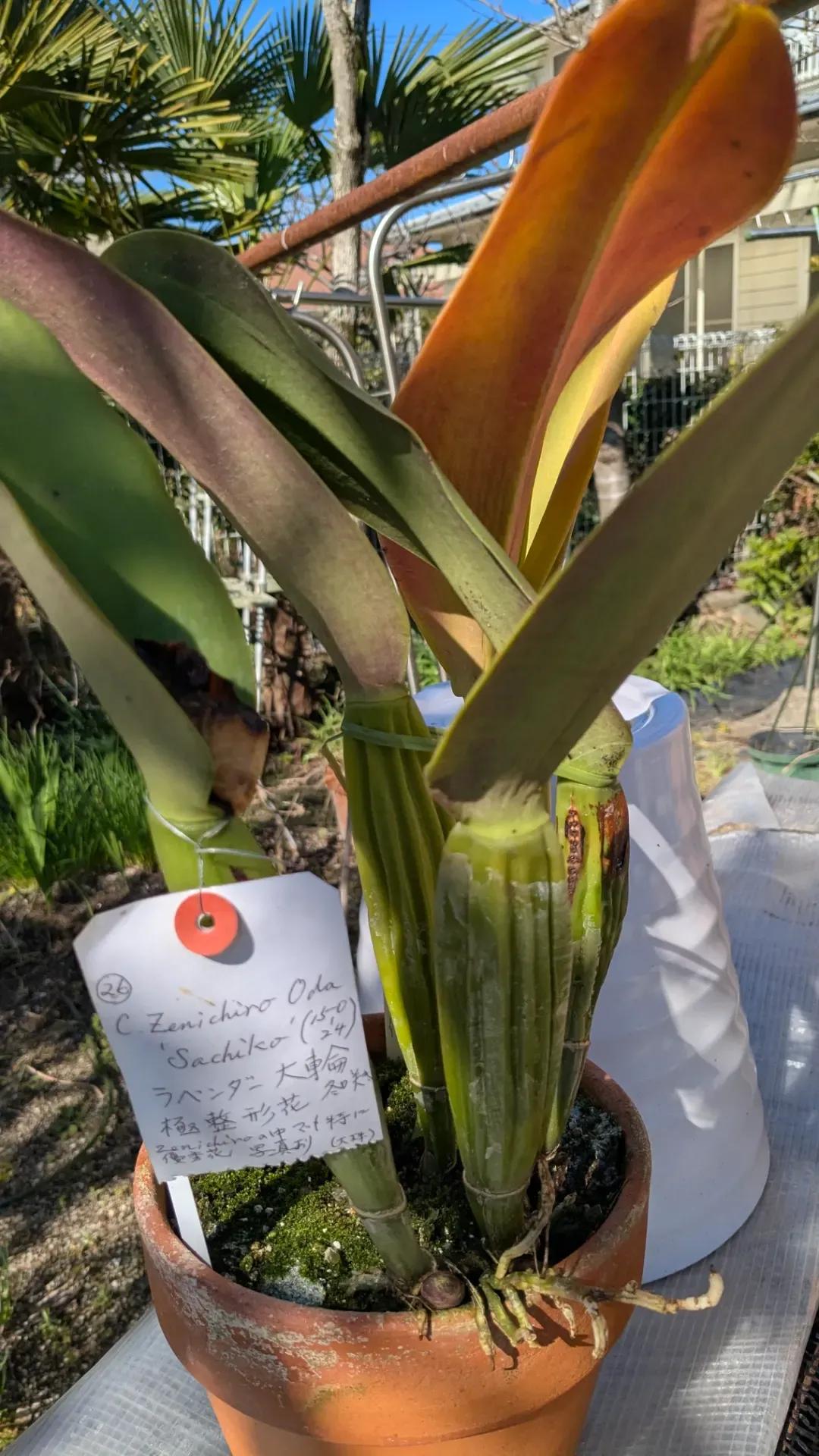 Cattleya,ZenichiroOda   150-24